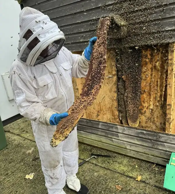 A BEEKIND beekeeper in a veiled suit holding honeycomb taken from a timber wall, with the bees